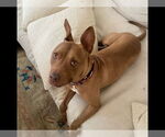 Small #4 American Pit Bull Terrier-Italian Greyhound Mix