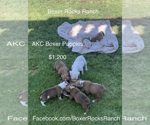 Boxer Puppy for Sale in ANTHONY, New Mexico USA