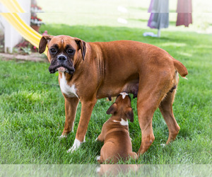 Mother of the Boxer puppies born on 06/15/2023
