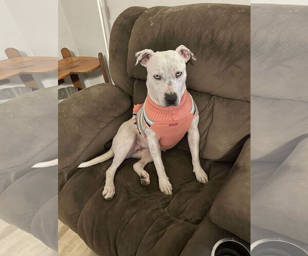 Medium Photo #1 Mutt Puppy For Sale in Hinckley, IL, USA