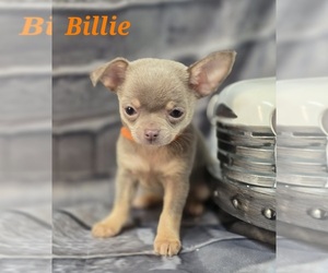 Chihuahua Puppy for sale in HOMERVILLE, GA, USA