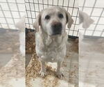 Small #2 Mutt