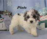 Pinto - Male Poodle (Toy) Puppy for Sale - Photo #16