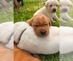 Small #4 Labrador Retriever