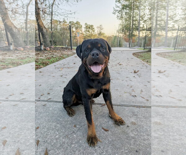 Medium Photo #7 Rottweiler Puppy For Sale in White Hall, AR, USA