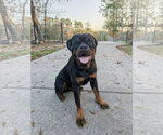 Small #6 Rottweiler