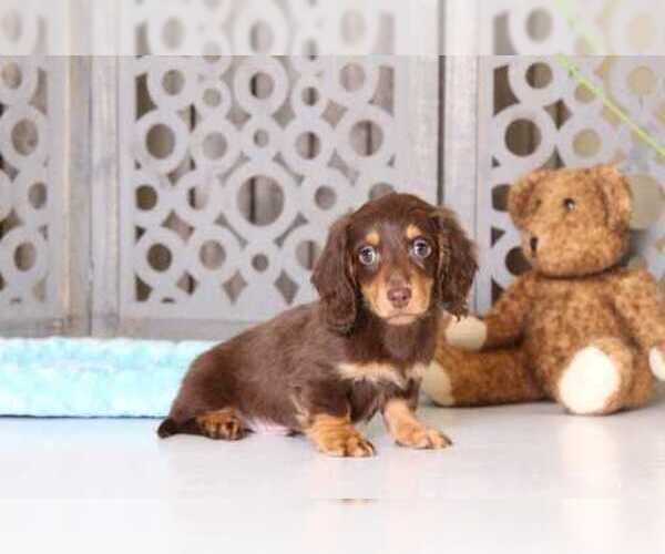 Medium Photo #3 Dachshund Puppy For Sale in MOUNT VERNON, OH, USA