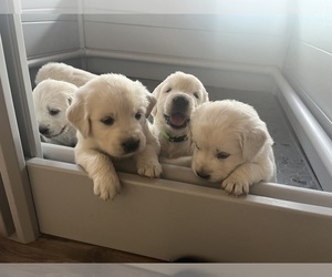 English Cream Golden Retriever Puppy for sale in PLYMOUTH, CA, USA