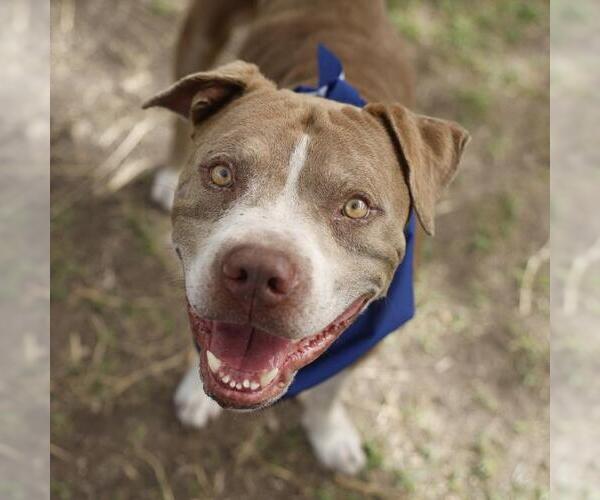 Medium Photo #1 American Staffordshire Terrier-Unknown Mix Puppy For Sale in San Antonio, TX, USA