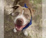 Small American Staffordshire Terrier Mix