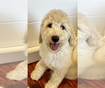 Small Photo #8 Goldendoodle Puppy For Sale in PENSACOLA, FL, USA