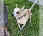 Small Chihuahua