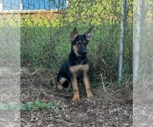 German Shepherd Dog Puppy for sale in RIGA, MI, USA