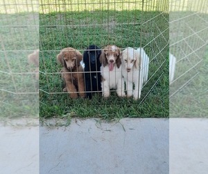 Poodle (Standard) Litter for sale in CONROE, TX, USA