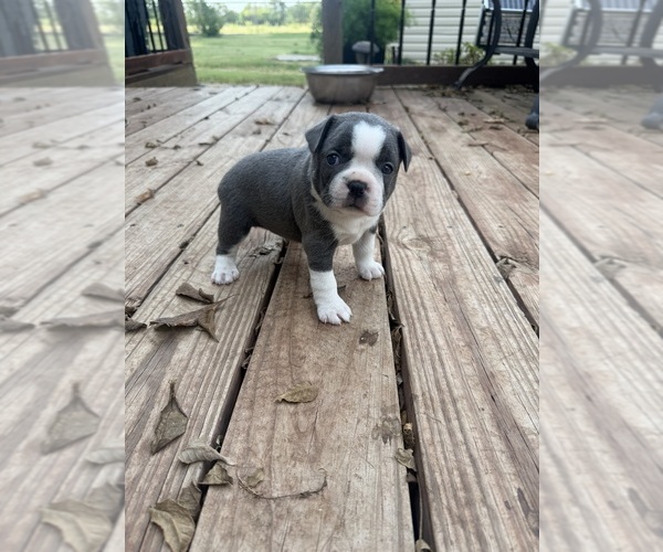 Medium Photo #8 Boston Terrier Puppy For Sale in FREDONIA, KS, USA
