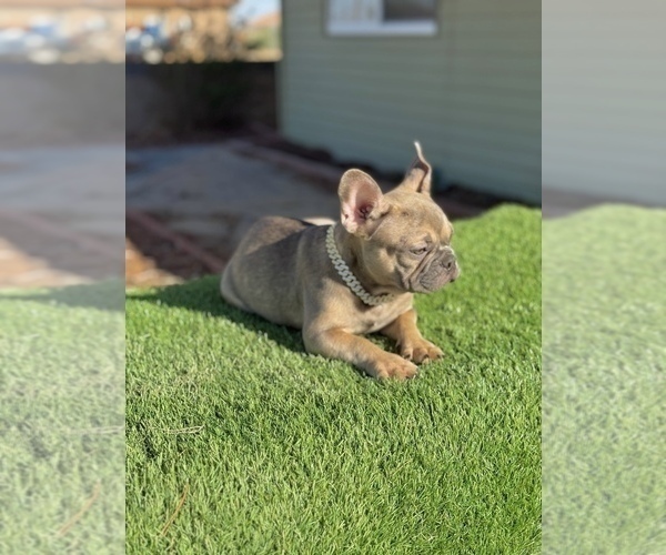 Medium Photo #9 French Bulldog Puppy For Sale in ATLANTA, GA, USA