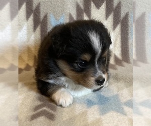 Shel-Aussie Puppy for sale in FORT MORGAN, CO, USA