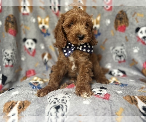 Medium Photo #7 Cock-A-Poo Puppy For Sale in LAKELAND, FL, USA