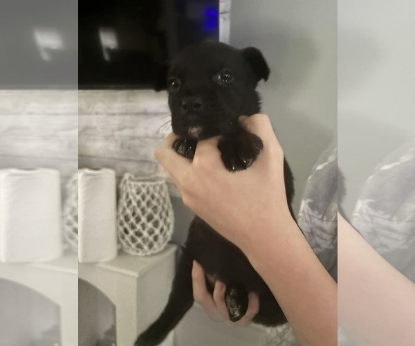 Medium Photo #3 German Shepherd Dog-Unknown Mix Puppy For Sale in Holly Springs, NC, USA