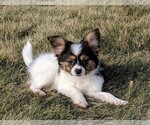 Small Photo #1 Papillon Puppy For Sale in FREDERICKSBURG, OH, USA