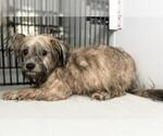 Small Havanese Mix