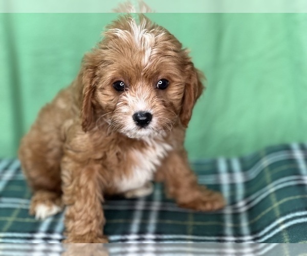 Full screen Photo #4 Cavapoo Puppy For Sale in DUNDEE, OH, USA