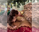 Small Photo #2 Miniature Australian Shepherd Puppy For Sale in LONGVIEW, WA, USA
