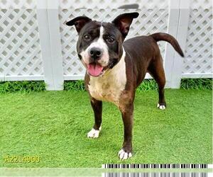 Staffordshire Bull Terrier Dogs for adoption in West Palm Beach, FL, USA