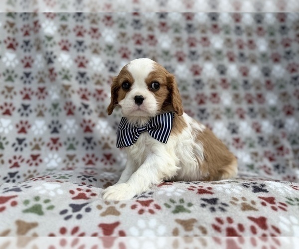 Medium Photo #7 Cavalier King Charles Spaniel Puppy For Sale in LAKELAND, FL, USA
