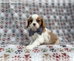 Small #6 Cavalier King Charles Spaniel