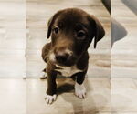 Small #1 Labrador Retriever Mix