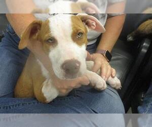 American Pit Bull Terrier-Unknown Mix Dogs for adoption in Oklahoma City, OK, USA