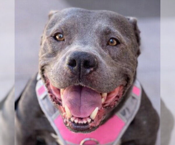 Medium Photo #25 American Staffordshire Terrier-Unknown Mix Puppy For Sale in Lake Forest, CA, USA