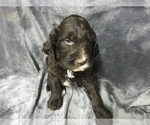 Small Photo #20 English Setterdoodle Puppy For Sale in CHETEK, WI, USA