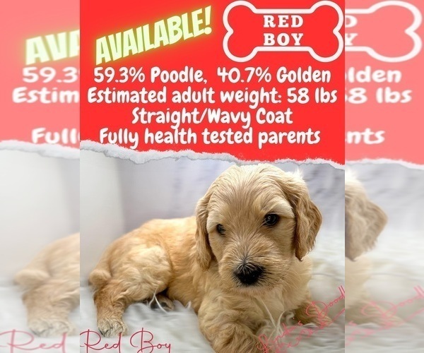 Medium Photo #6 Goldendoodle Puppy For Sale in HAMPSTEAD, NC, USA