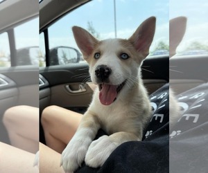 Siberian Husky-Unknown Mix Dogs for adoption in Gretna, NE, USA