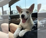 Small Siberian Husky Mix