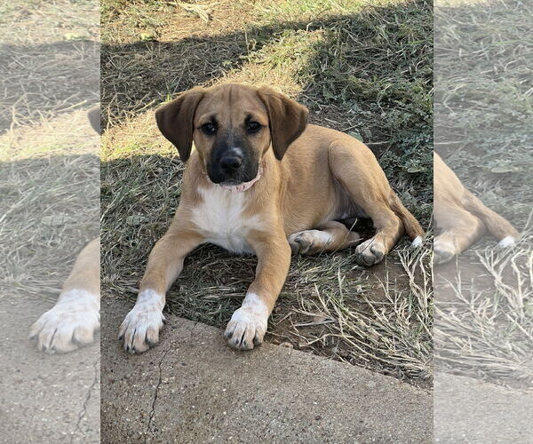 Medium Photo #3 Beagle-Black Mouth Cur Mix Puppy For Sale in Euless, TX, USA