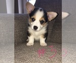 Puppy 3 Pembroke Welsh Corgi