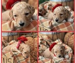 Puppy 5 Scarlet Goldendoodle