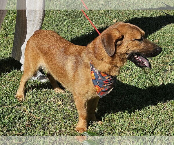 Medium Photo #12 Basset Retriever Puppy For Sale in Wakefield, RI, USA