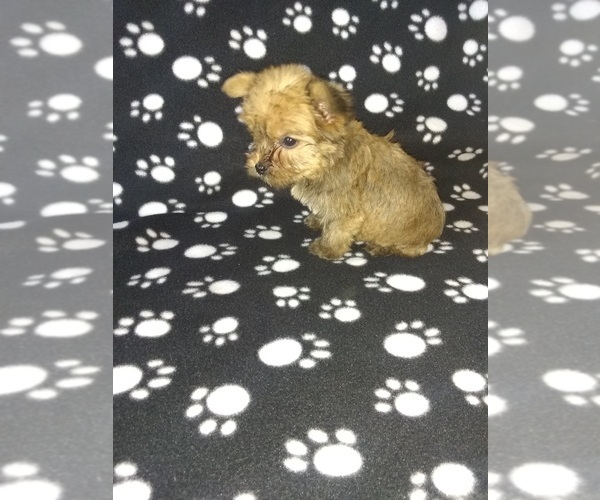 Medium Photo #6 Yorkshire Terrier Puppy For Sale in LAPEER, MI, USA