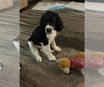 Puppy Dark knight English Springer Spaniel
