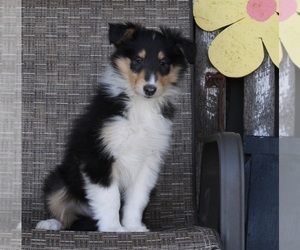 Collie Puppy for sale in FREDERICKSBURG, OH, USA