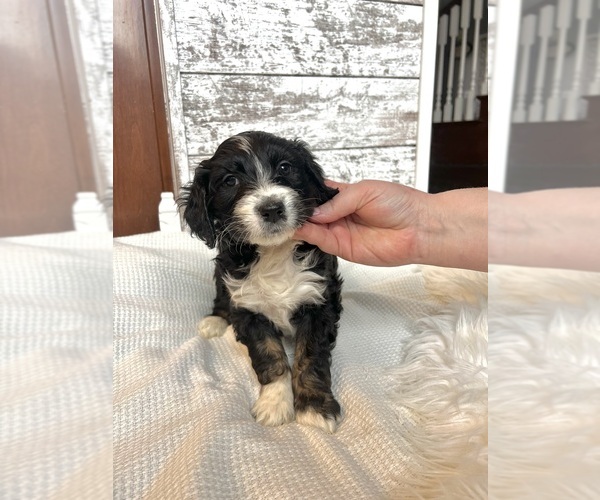 Medium Photo #1 Aussiedoodle Puppy For Sale in FREMONT, MI, USA