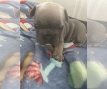 Small Photo #7 French Bulldog Puppy For Sale in E WENATCHEE, WA, USA
