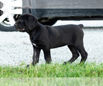 Small #8 Cane Corso