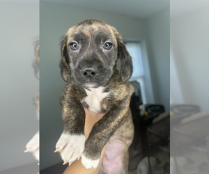 Cock-A-Poo-Jack Russell Terrier Mix Puppy for sale in EAST ORANGE, NJ, USA