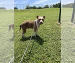 Small #1 Mutt