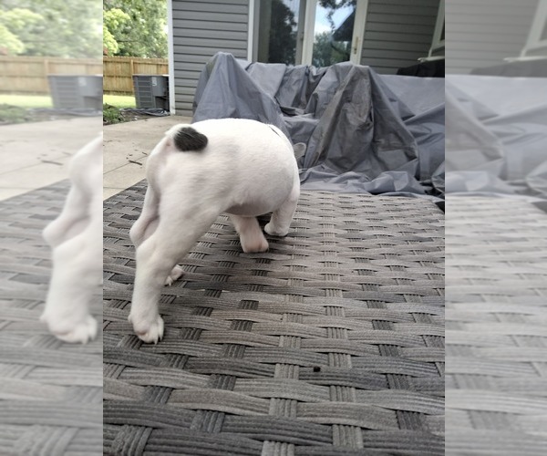 Medium Photo #34 French Bulldog Puppy For Sale in ASHLAND, OH, USA